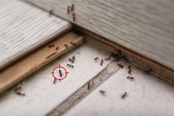 Best Flea Control Services  in South Fulton, GA
