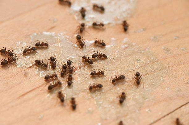 Best Spider Control Near Me  in South Fulton, GA